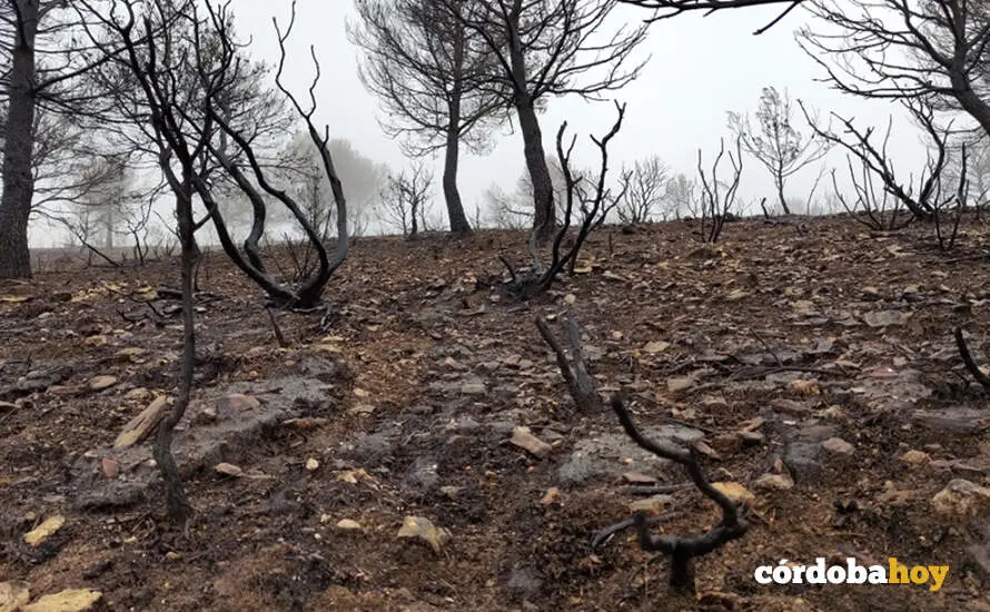 Estado del monte tras un incendio FOTO UNIVERSIDAD DE C&Oacute;RDOBA