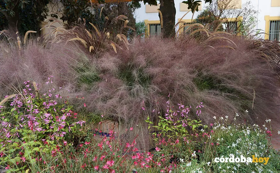 Flora 33