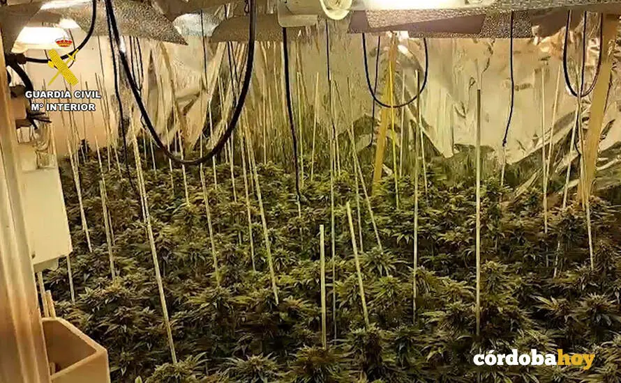 Plantas de marihuana intervenidas por la Guardia Civil FOTO GUARDIA CIVIL
