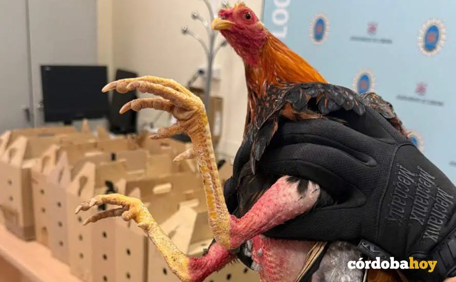 Uno de las gallos de pelea interceptados por la Polic&iacute;a local de C&oacute;rdoba FOTO POLIC&Iacute;A LOCAL