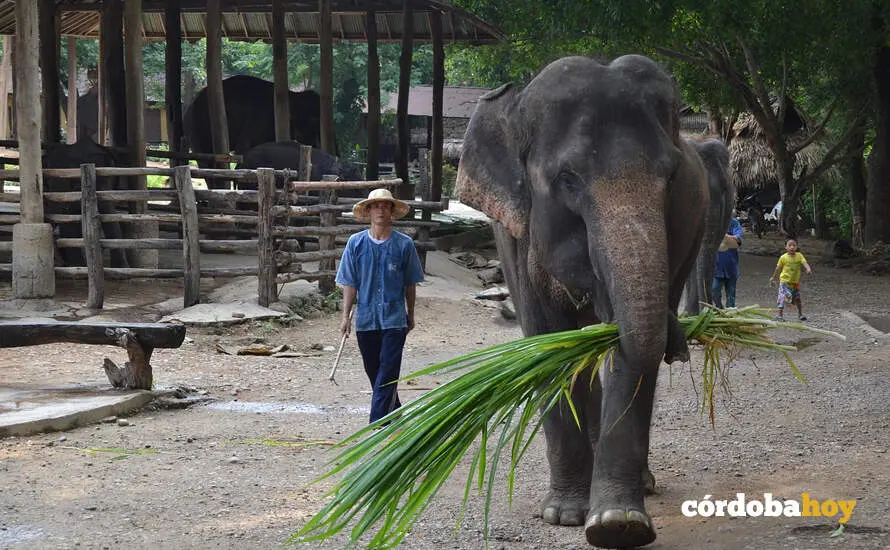 Elefante
