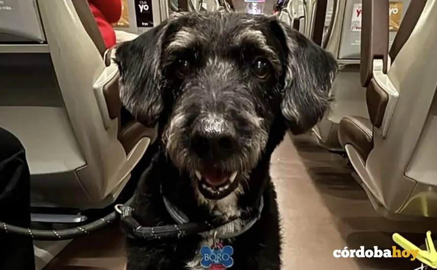 Boro, el perro que tratar&aacute; de localizar ma&ntilde;ana Pacma en la zona del accidente ferroviario, dentro del tren accidentado FOTO PACMA