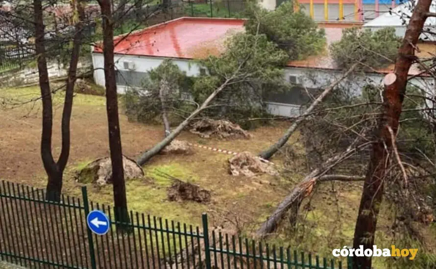 Ca&iacute;da de &aacute;rboles sobre un colegio p&uacute;blico de Priego de C&oacute;rdoba por la borrasca 'Joseph' FOTO IU