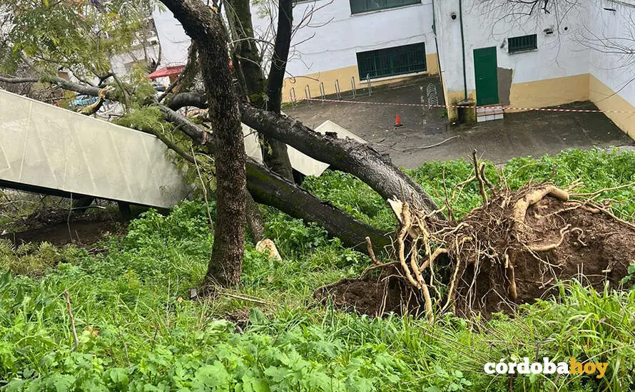 Efectos del temporal en el IES S&eacute;neca de C&oacute;rdoba FOTO USTEA