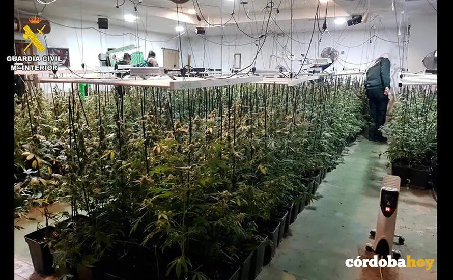 La Guardia Civil desmantela una plantaci&oacute;n de marihuana en La Carlota FOTO GUARDIA CIVIL