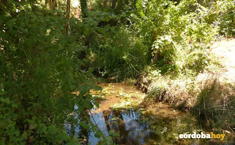 Frondosas y juncos en la ribera de la Reserva Natural Fluvial del Arroyo Bejarano, en C&oacute;rdoba, en una imagen de  archivo FOTO MITECO