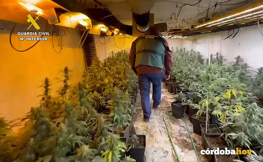 Plantaci&oacute;n de marihuana desmantelada por la Guardia Civil en Lucena FOTO GUARDIA CIVIL