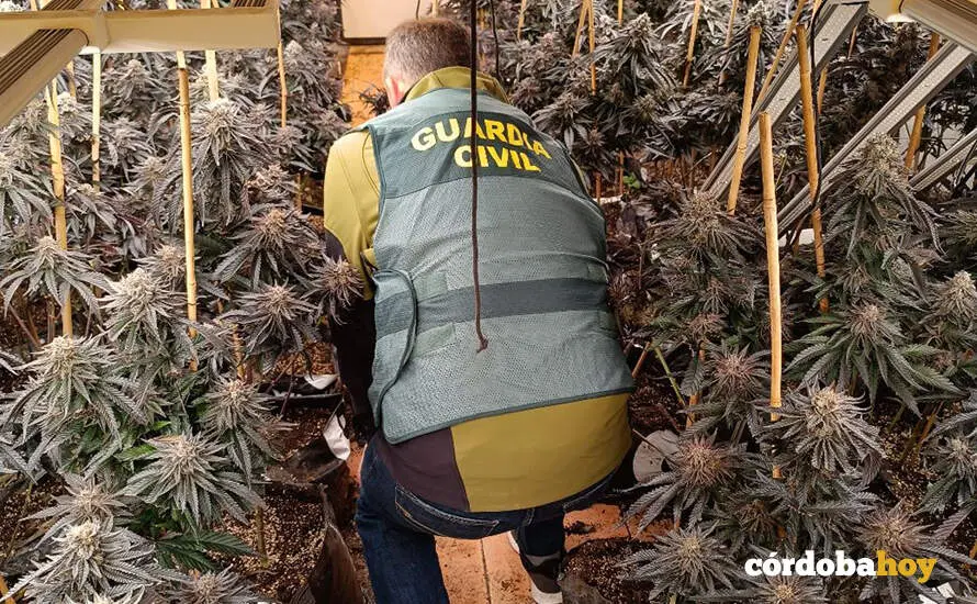 Efectivo de la Guardia Civil en la plantaci&oacute;n desmantelada en Alm&oacute;dovar del R&iacute;o FOTO GUARDIA CIVIL