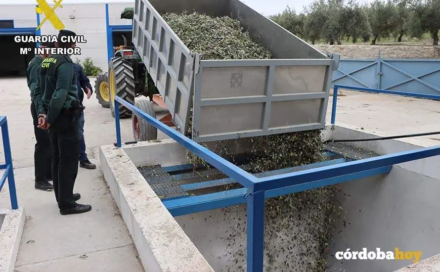 Incautaci&oacute;n de aceitunas robadas en Baena FOTO GUARDIA CIVIL