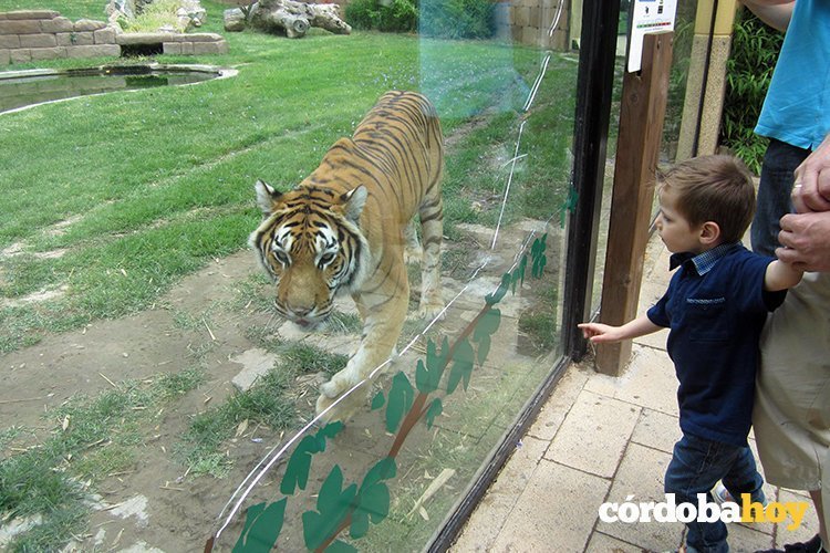 Tigresa fallecida zoo