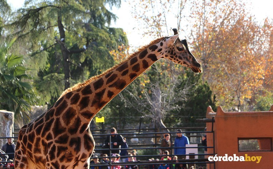 La nueva jirafa del Zoo de Córdoba se llama 'Bulería'