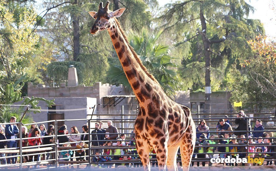 Mucho público acudió al Zoo para conocer a 'Bulería' la jirafa