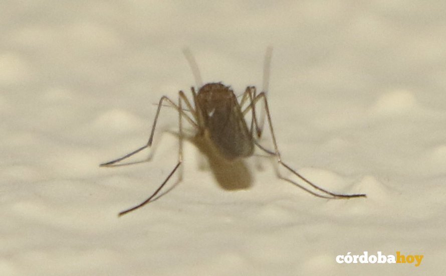 Mosquito de Las Moreras en Córdoba