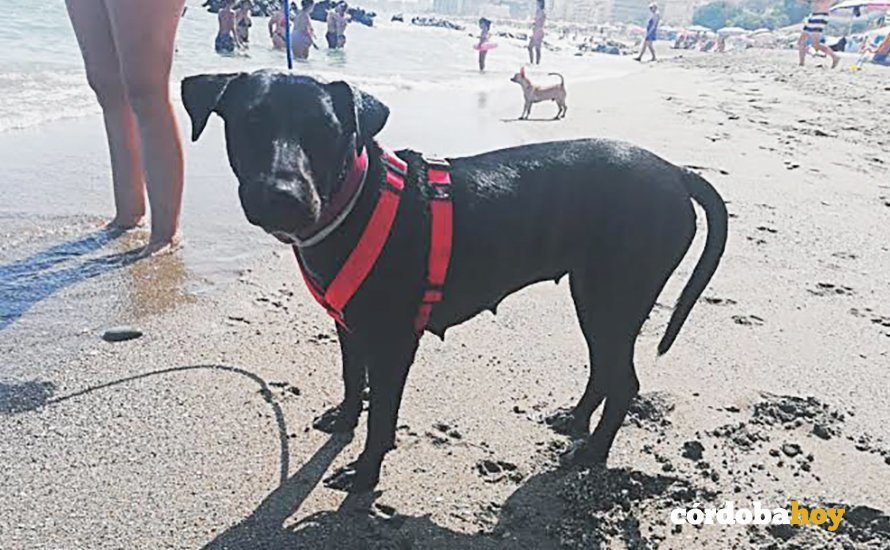 Tai, la perra abatida, en la playa