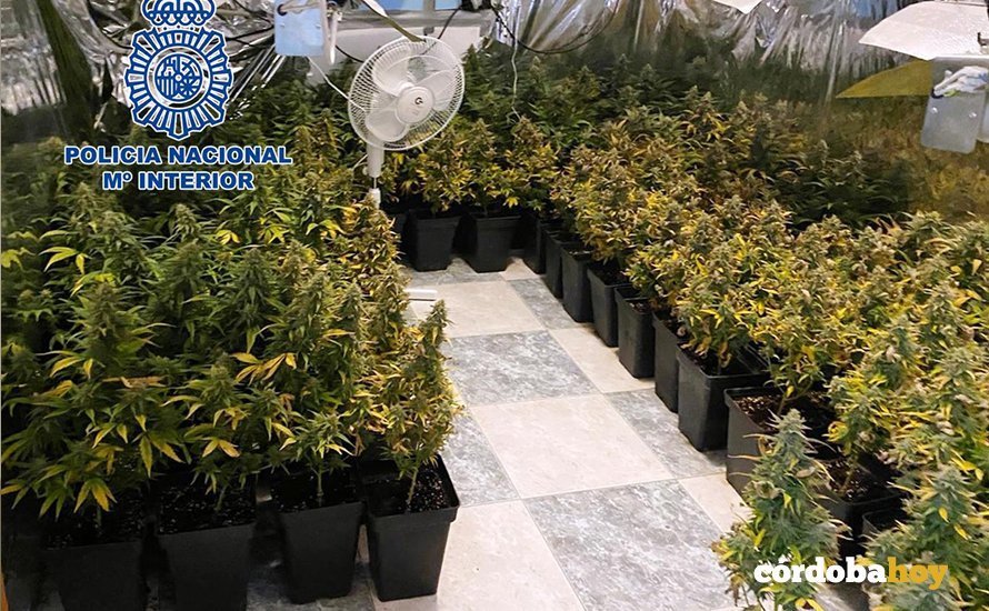 La más de 500 plantas de marihuana incautadas en Villarrubia