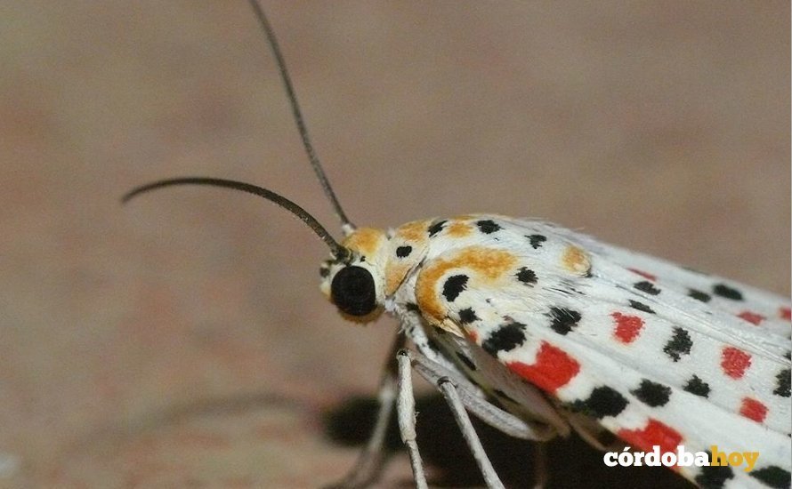 Una mariposa nocturna, Utetheisa pulchella. Fotografía de Dave Grundy compartida en el grupo de Facebook 'Mariposas nocturnas de Andalucía'