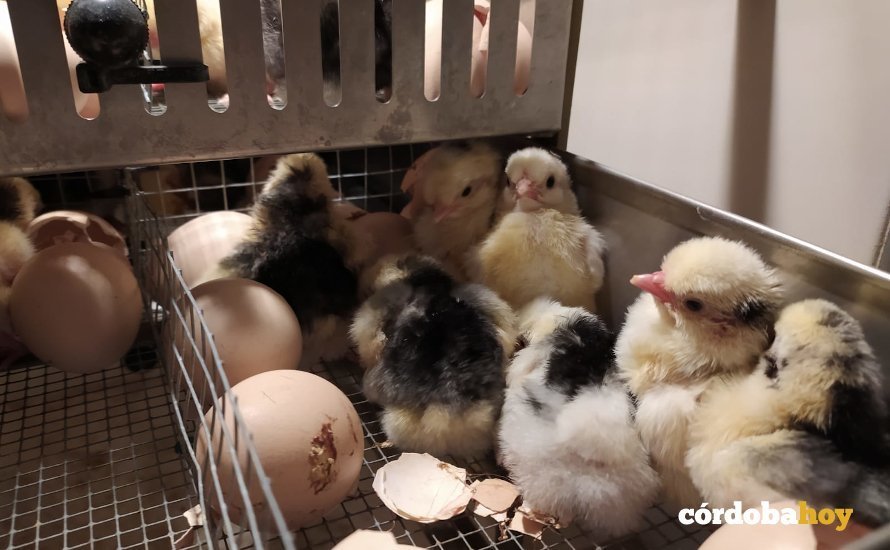 Los primeros pollitos de 2021 de estas gallinas en peligro de extinción