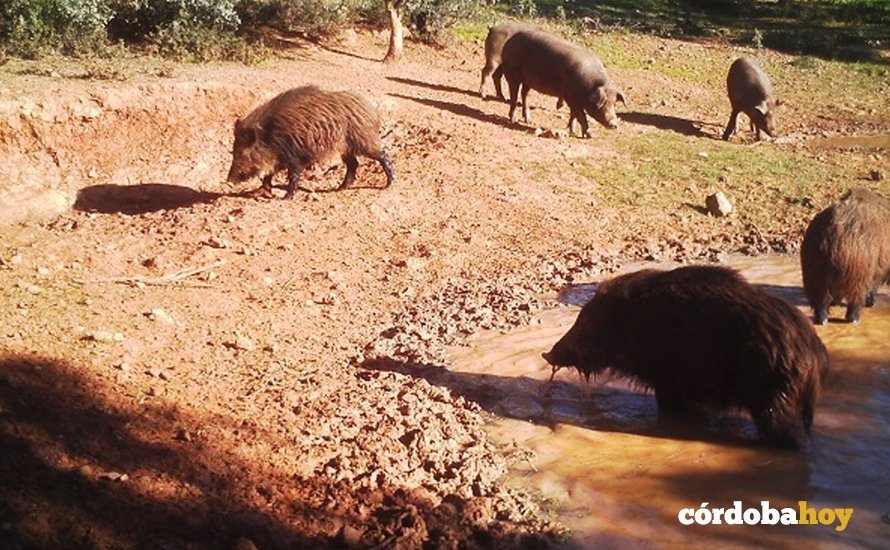 Un grupo de jabalíes y cerdos comparten el mismo espacio