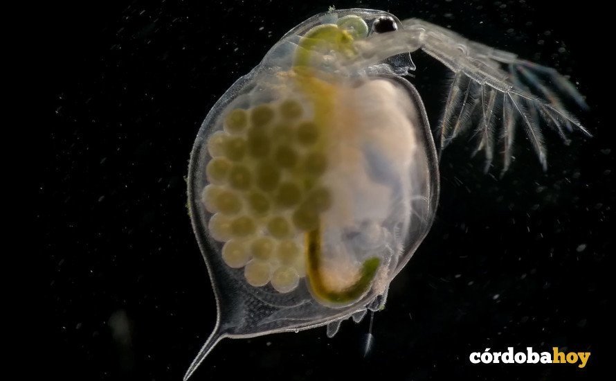 Una pulga de agua con huevos clasificada por 'Amigos de lo micro'