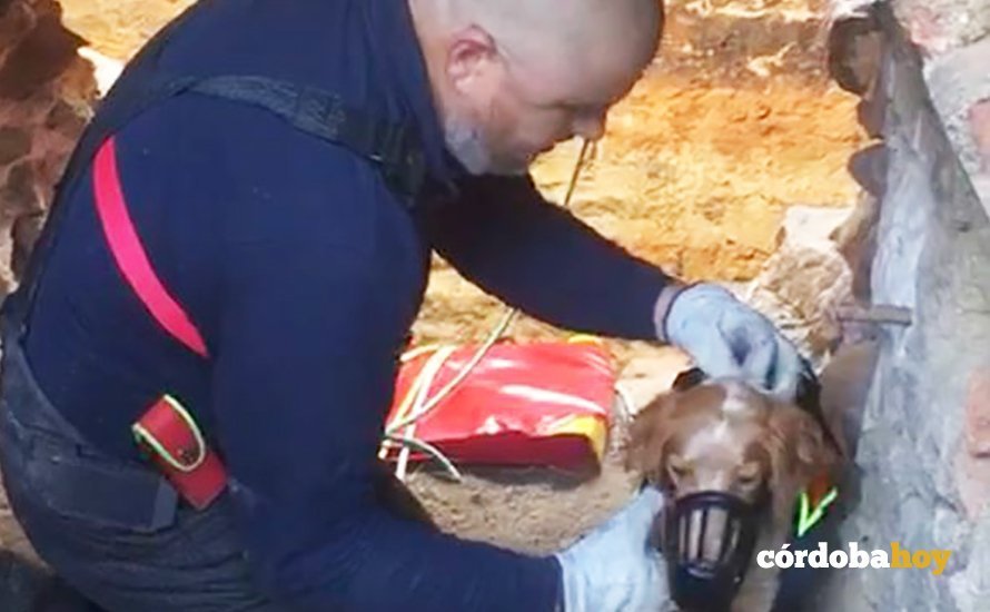 El perro rescatado por uno de los bomberos de Pozoblanco