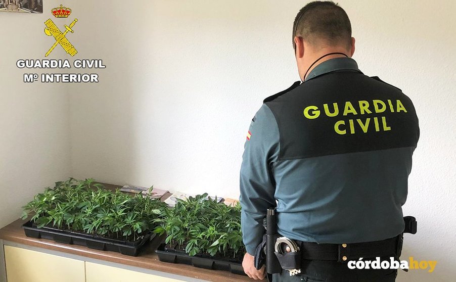 Plantas de marihuana incautadas por la Guardia Civil en Santaella