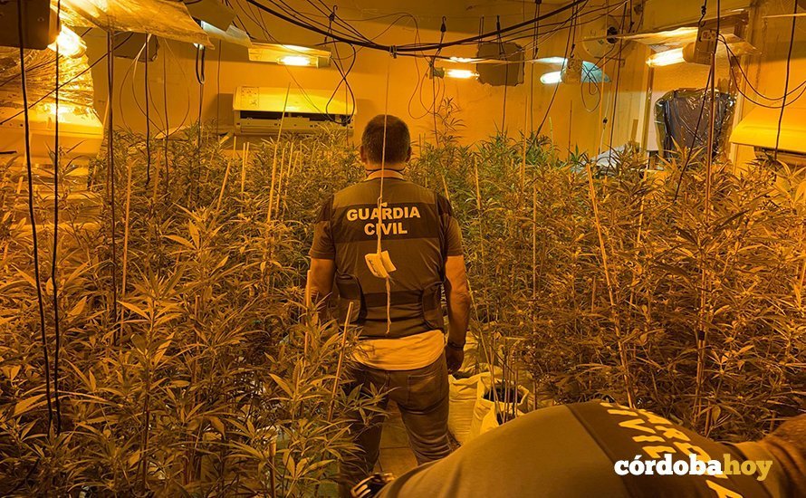 Plantación de marihuana en Almodóvar del Río
