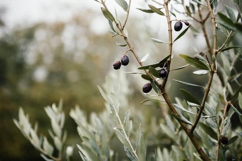 Apadrina un olivo y conviértete en agricultor 3.0