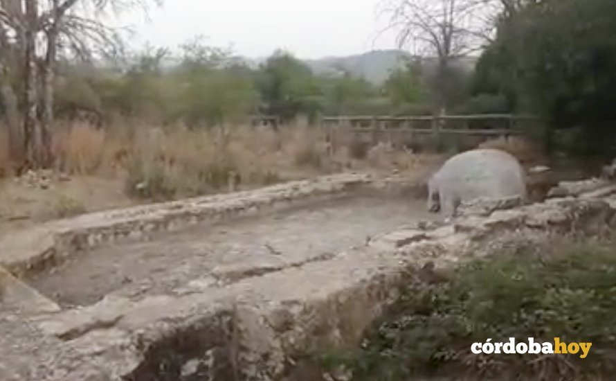 La Fuente del Elefante en Trassierra totalmente seca, en un imagen del vídeo realizado por Andalucía Entre Tod@s