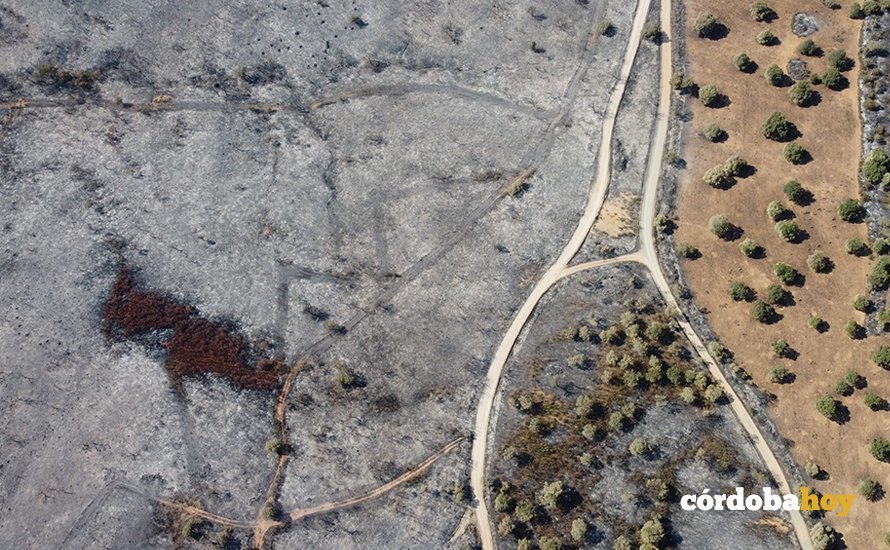 Vista aérea del efecto del incendio forestal en Alcaracejos
