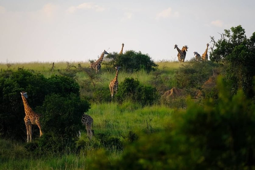 <p> El safari en Kenia: un viaje al corazón de la Naturaleza </p>
