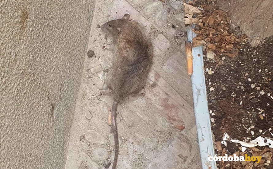 Rata negra muerta por un vecino de La Medina