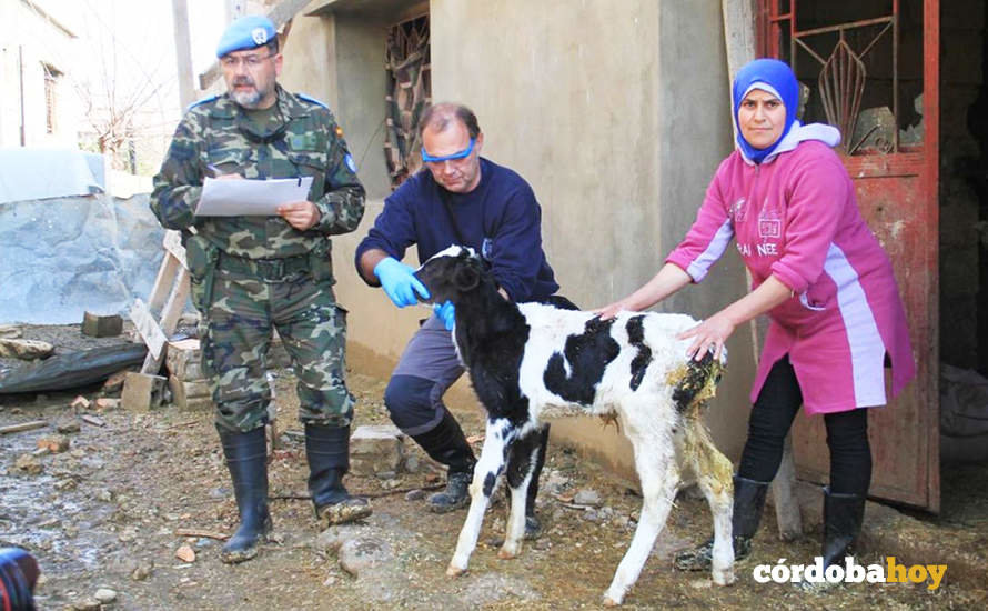 Colaboración de los cascos azules españoles con ganaderos libaneses