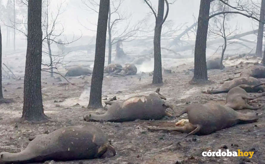 Animales muertos tras un incendio FOTO PACMA