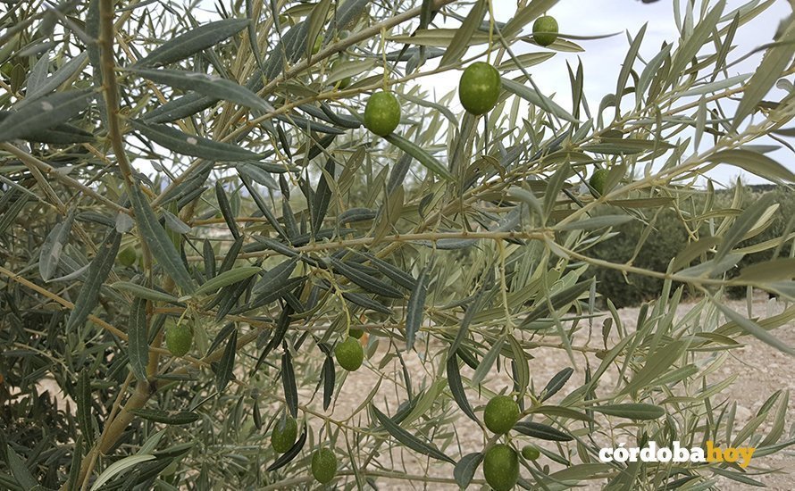 aceituna olivar lucena