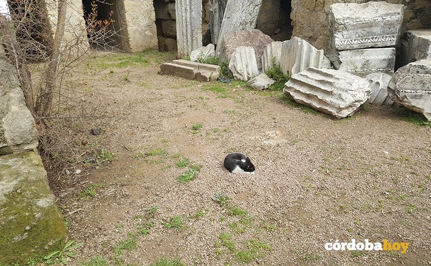 gato templo