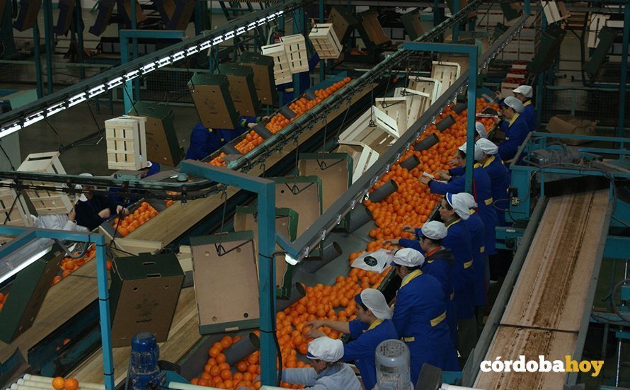 Mujeres trabajando en el proceso de la naranja cordobesa