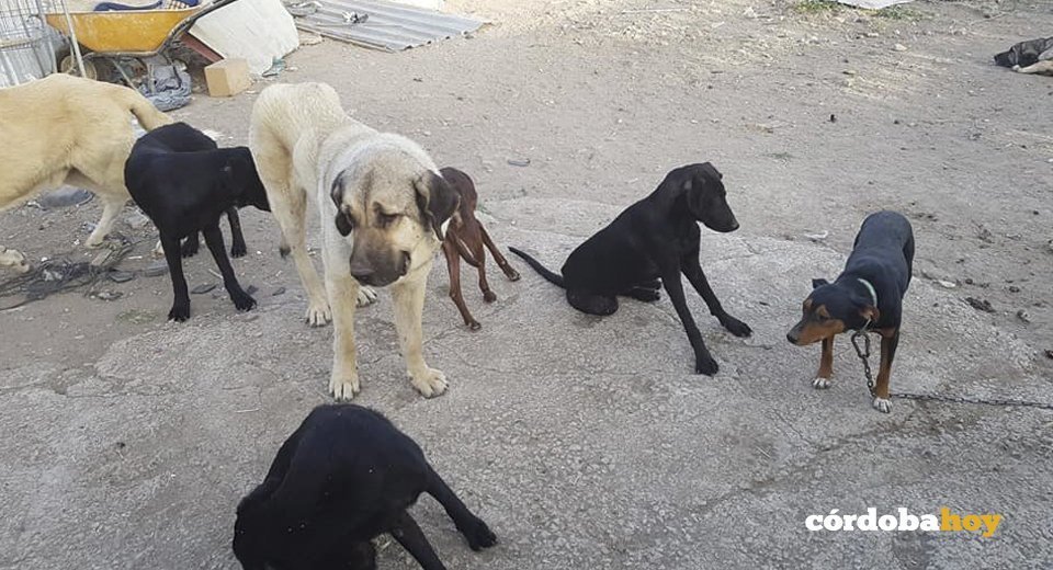 Algunos de los perros localizados en los dos criaderos ilegales de animales de Lucena