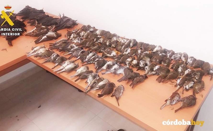 Aves cazadas ilegalmente e incautadas por la Guardia Civil