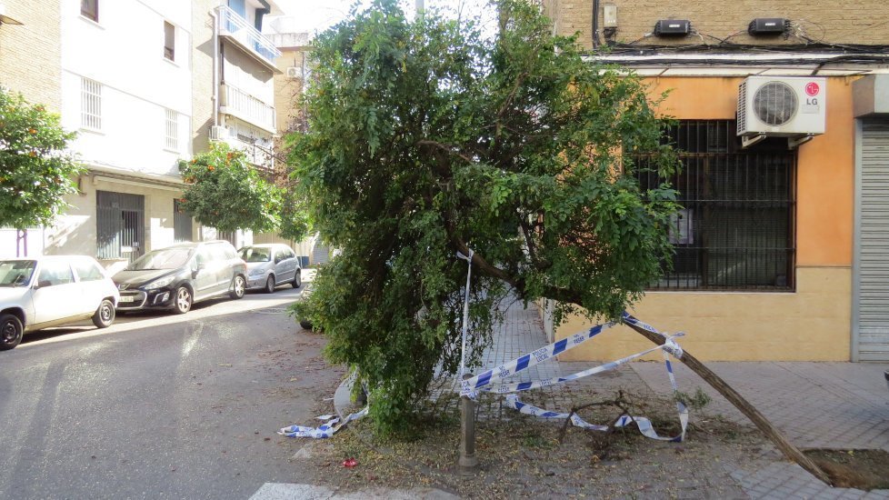 Árbol caído en Escritor López de Cárdenas