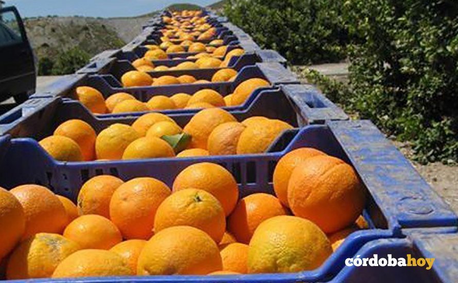 Campaña de la naranja en Córdoba