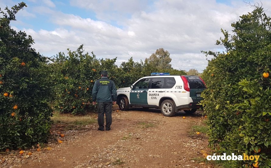 Guardia Civil actuando en un cultivo de naranjos