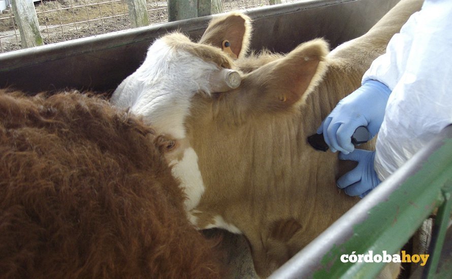 Vacunación de una vaca