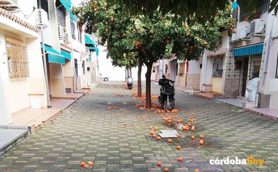 Naranjas en una calle de la capital cordobesa