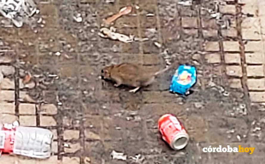 Imagen cogida de un vídeo con una rata moviéndose en aguas fecales tras la ruptura de un bajante en Las Moreras