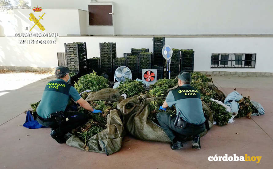 Marihuana aprehendida por la Guardia Civil en El Viso