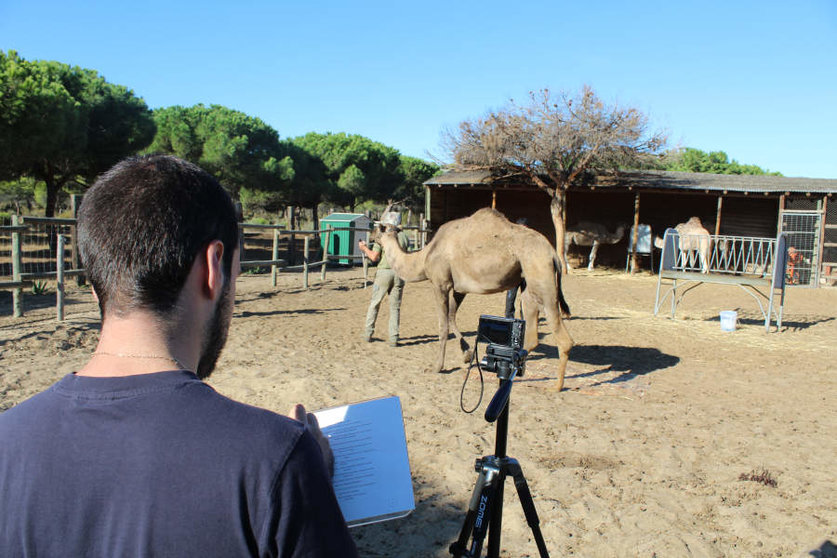 Proceso de tomar medidas a los camellos para la investigación de la UCO