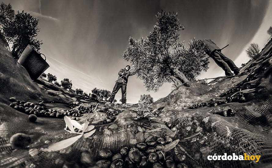 Imagen ganadora del Concurso de Fotografía 2022, 'Enraizados en el olivar'