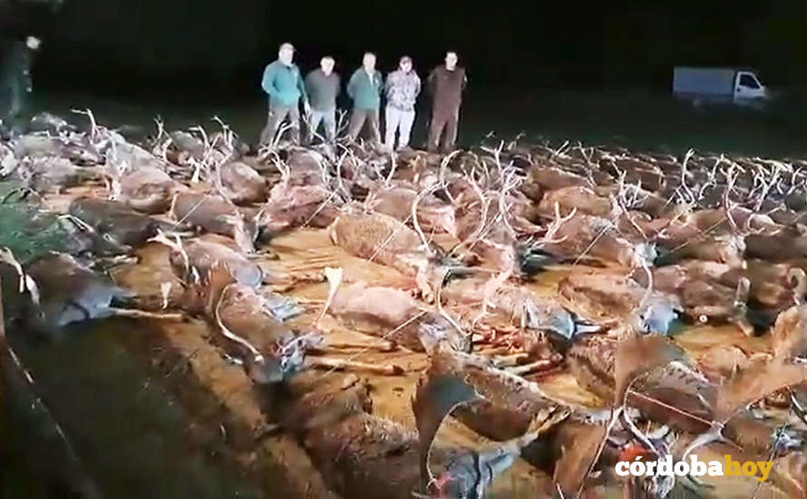Animales abatidos en la monteria celebrada en Villanueva del Rey