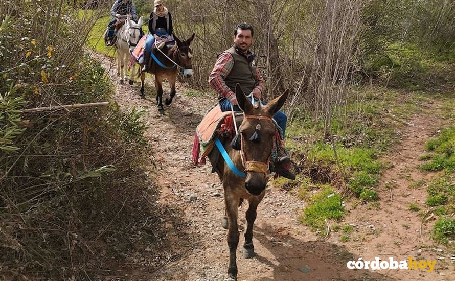 Miguel Ángel García encabeza el recorrido, a lomos de mulos, de una de las rutas por el Parque Natural de Cardeña-Montoro