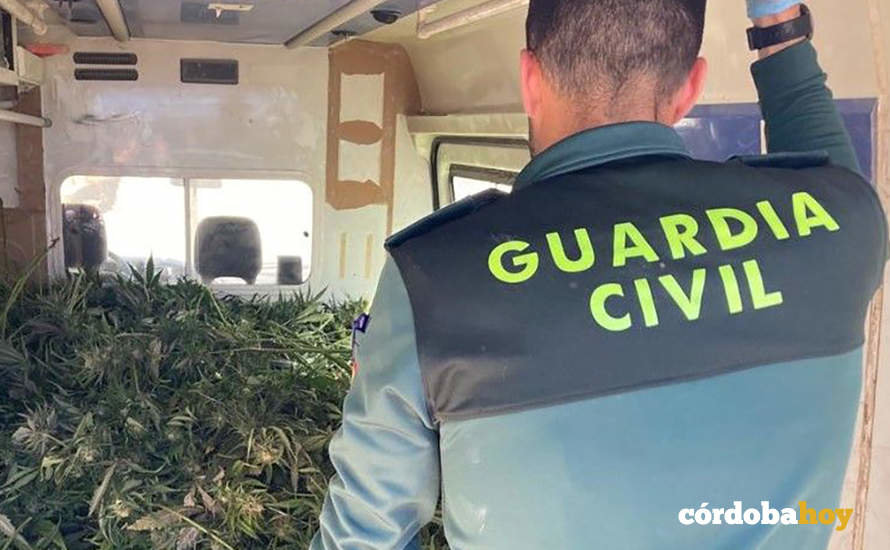 Agente de la Guardia Civil en la parcela de Lucena con las plantaciones de marihuana